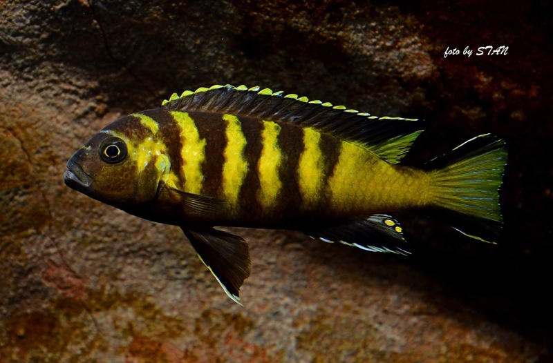 Maylandia melissa 'Chitande Island'